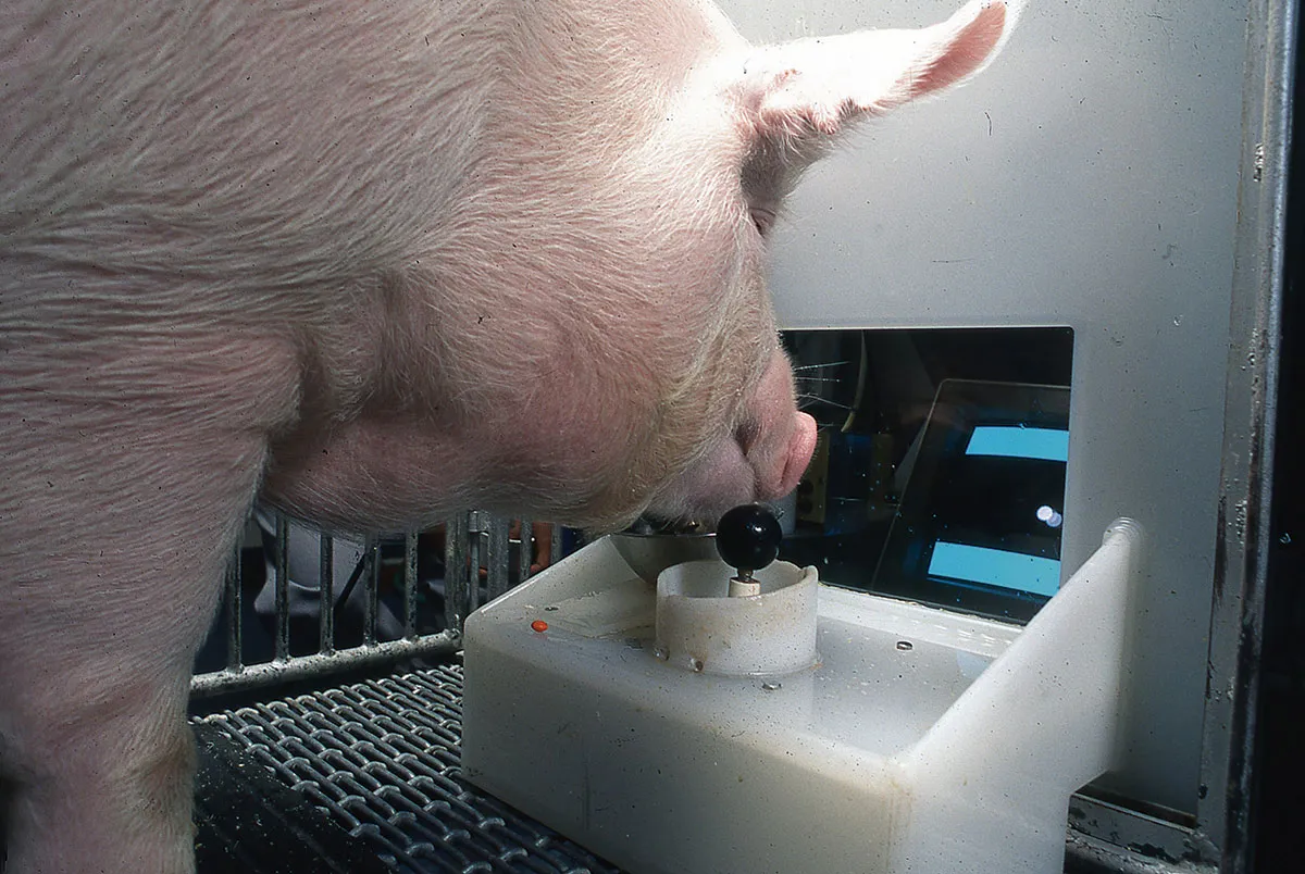 One of the pigs working a joystick