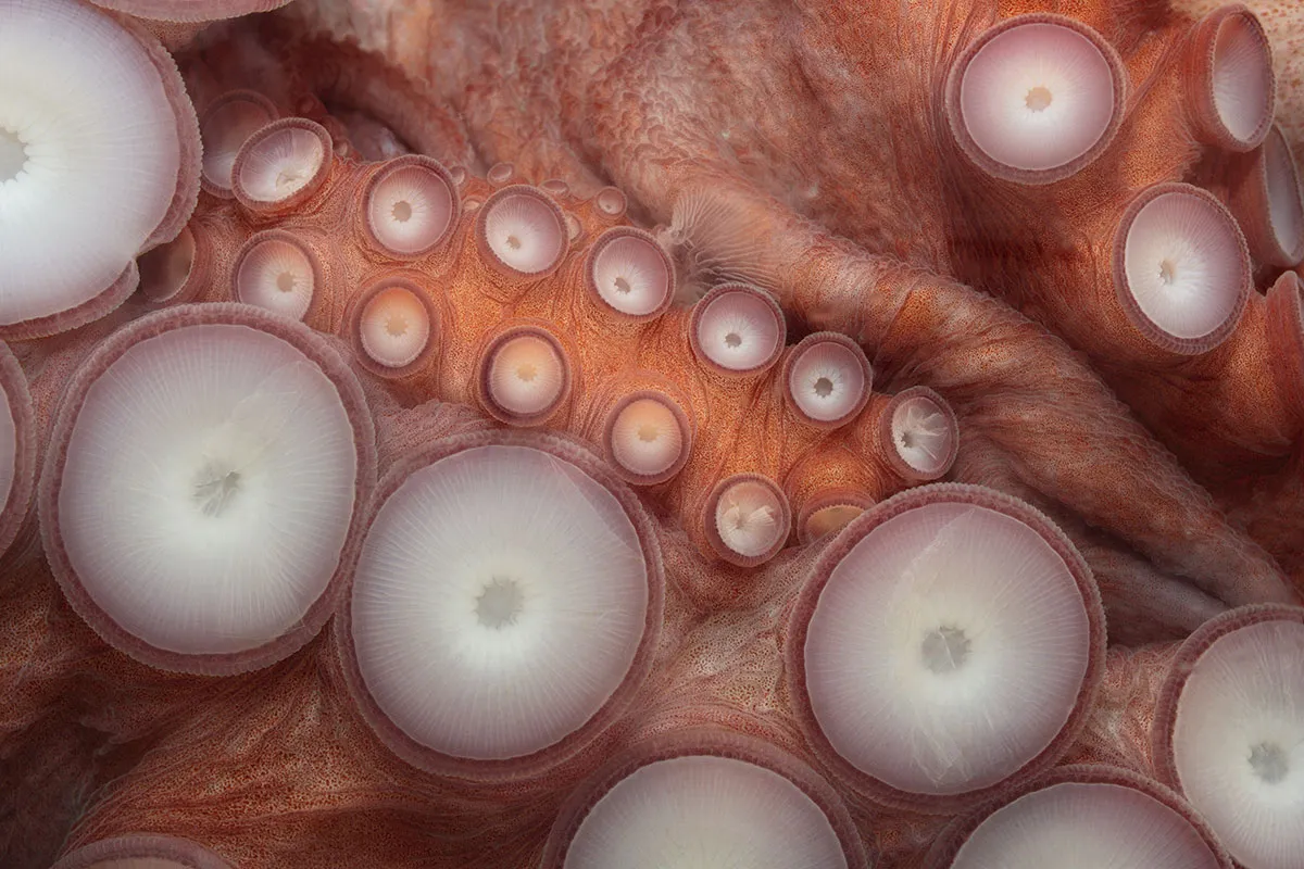 A close-up of the suckers of a giant Pacific octopus © Brandon Cole/NaturePL.com