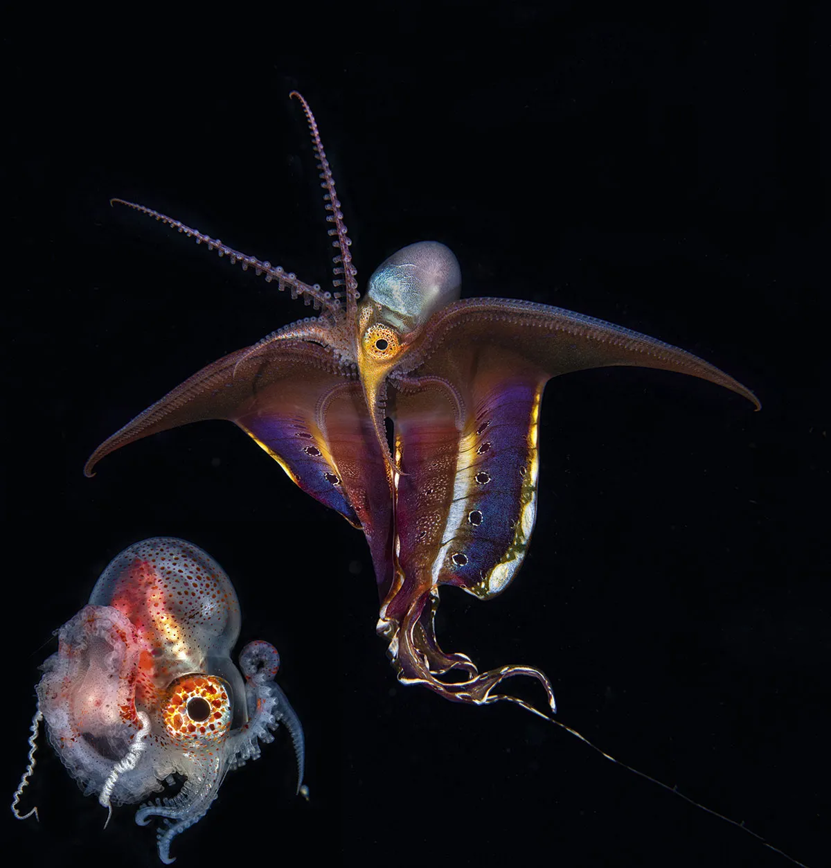A female and male blanket octopus showing their 'peacock' eyes © Magnus Lundgren/NaturePL.com