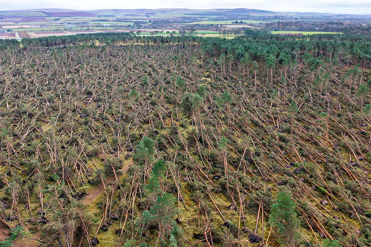 2H92F9Y Aerial view of many trees blown over by Storm Arwen (26/27 Nov 2021) in John Muir Country Park in Dunbar, East Lothian, Scotland, UK