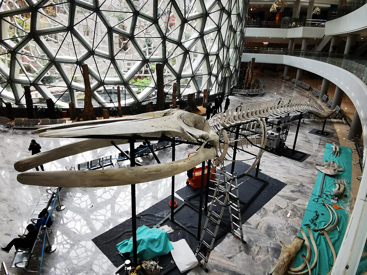 China's longest fin whale specimen