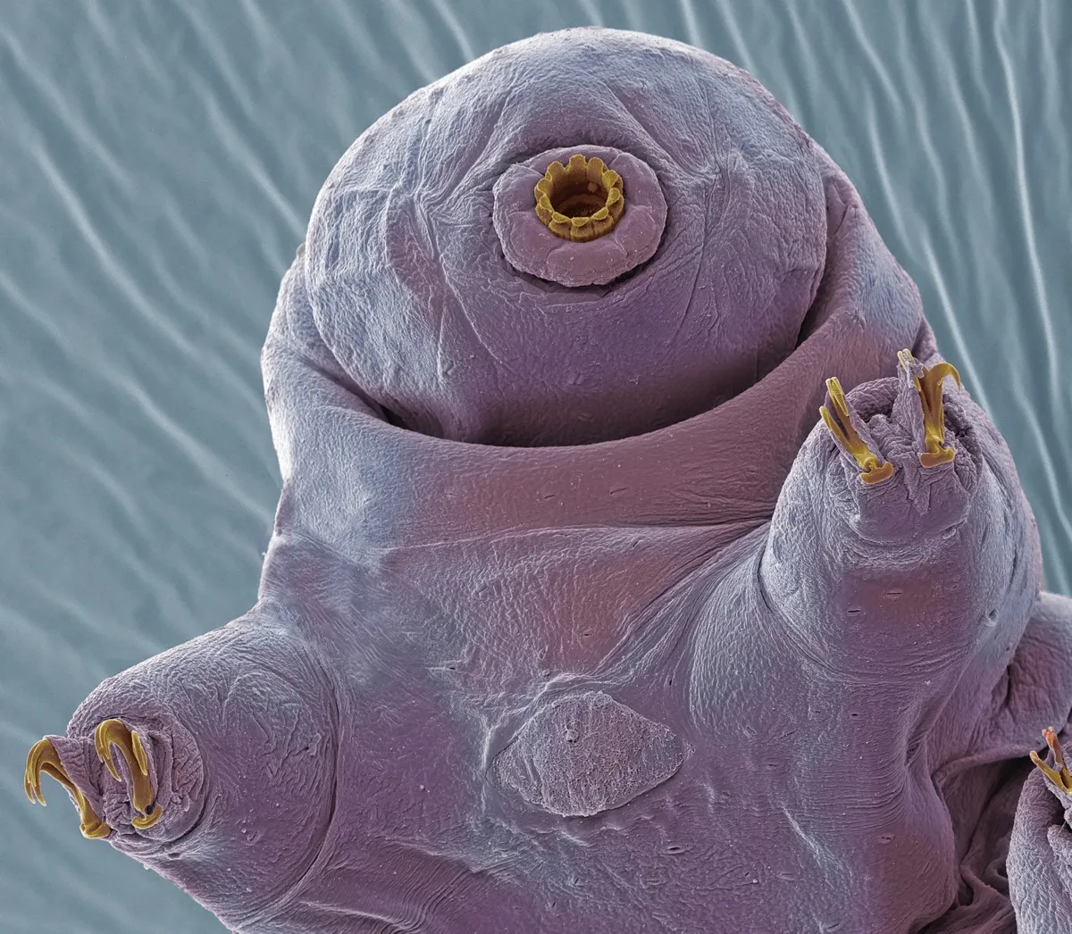 Tardigrades are microscopic organisms, and they're thought to be the toughest animal in the world © Getty Images
