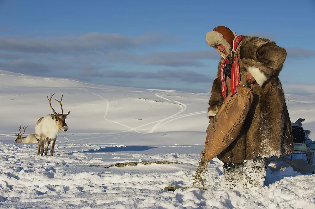 Saami reindeer herders must now provide supplementary feeding due to a loss of vegetation © Getty Images