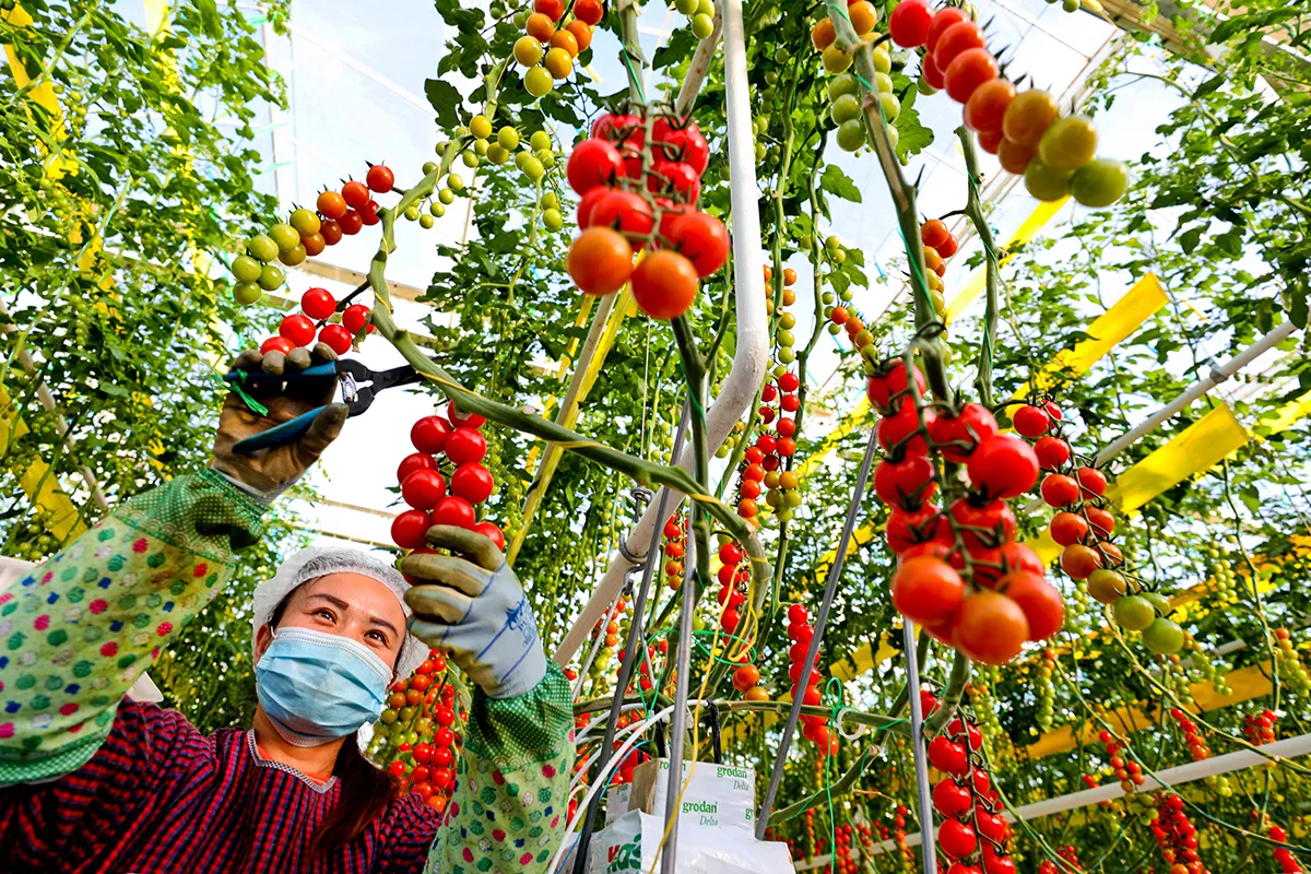 Workers pick ripe tomatoes in intelligent greenhouse