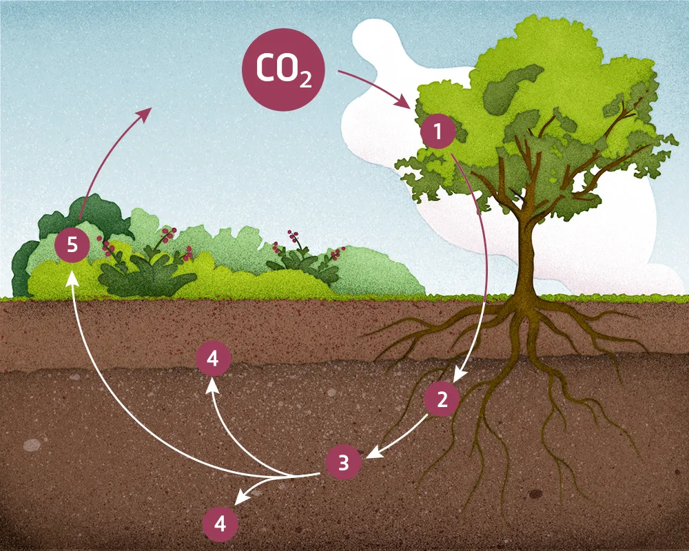 How does Soil store carbon? © Dan Bright