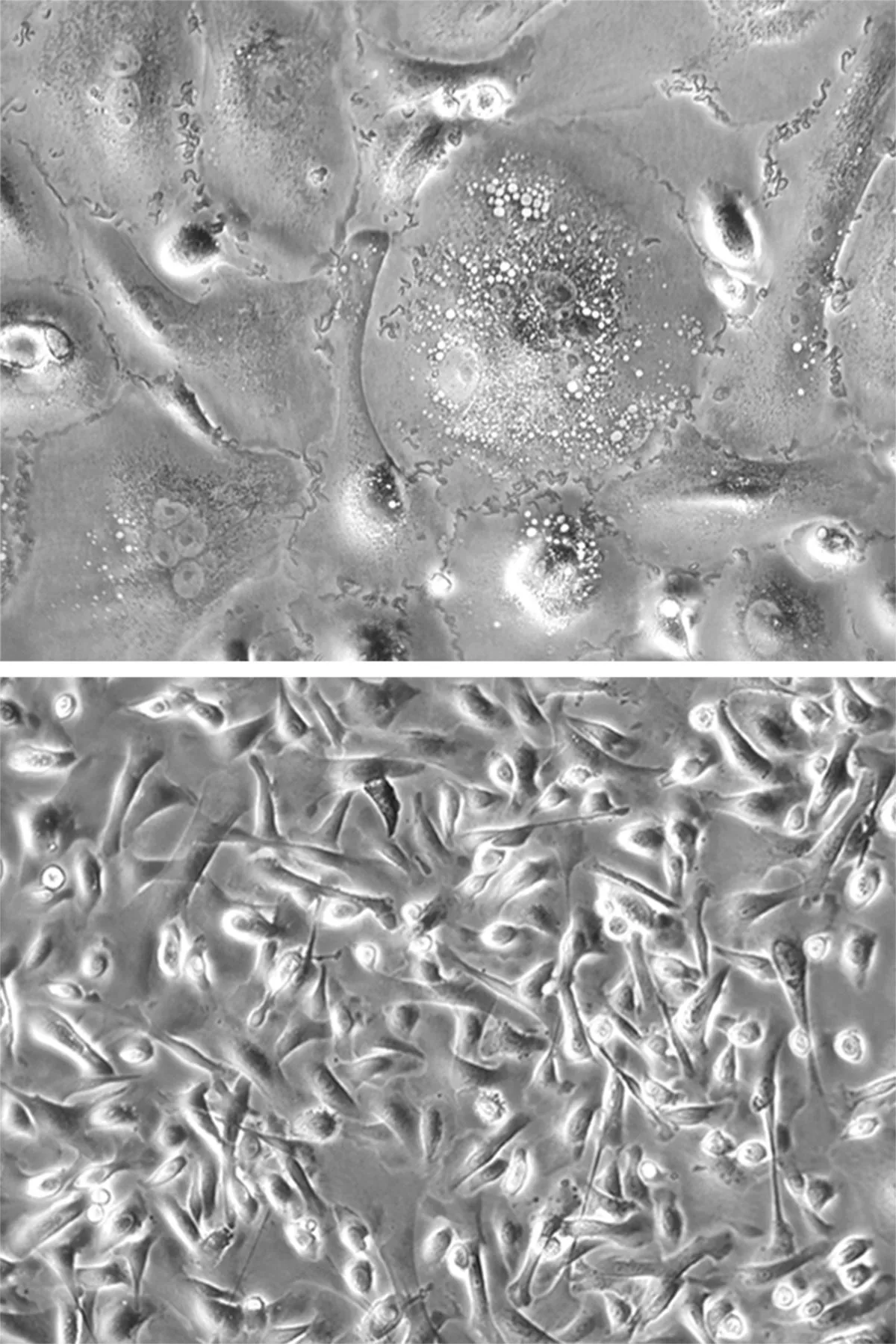 The different proliferations of keratinocytes, a type of skin cell, in an old mouse (top) and a young mouse (bottom)