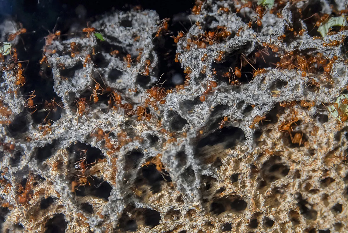 Leaf-cutter ants and fungi