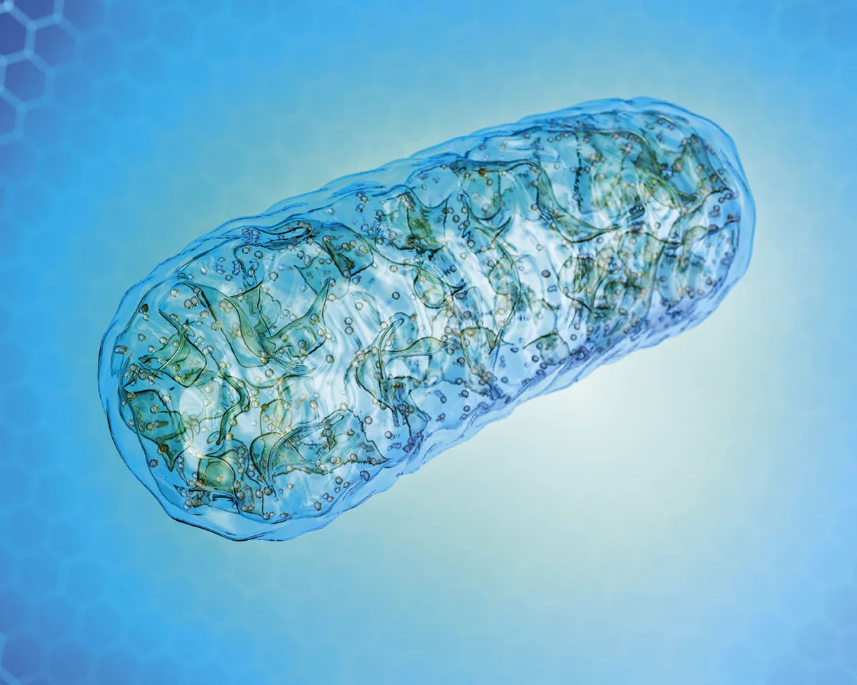 The ability of our mitochondria, essentially the batteries of our cells, declines as we age © Getty Images