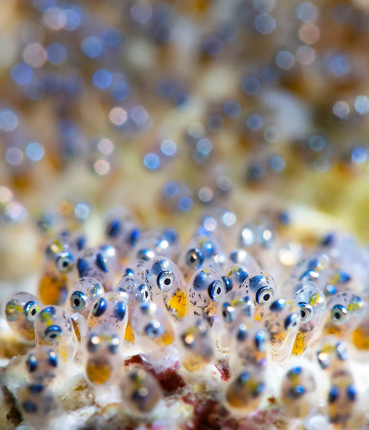 Anemone fish embryos. Photo by David Alpert/UPY 2022