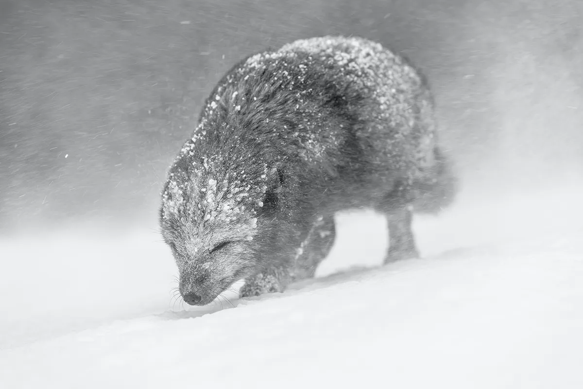 Arctic fox (Vulpes lagopus) walking through a snowstorm. Photo by Vince Burton