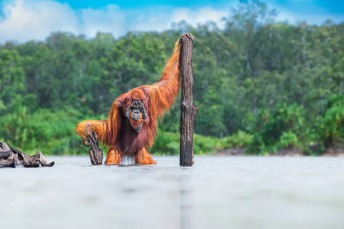 Bornean Orangutan in river