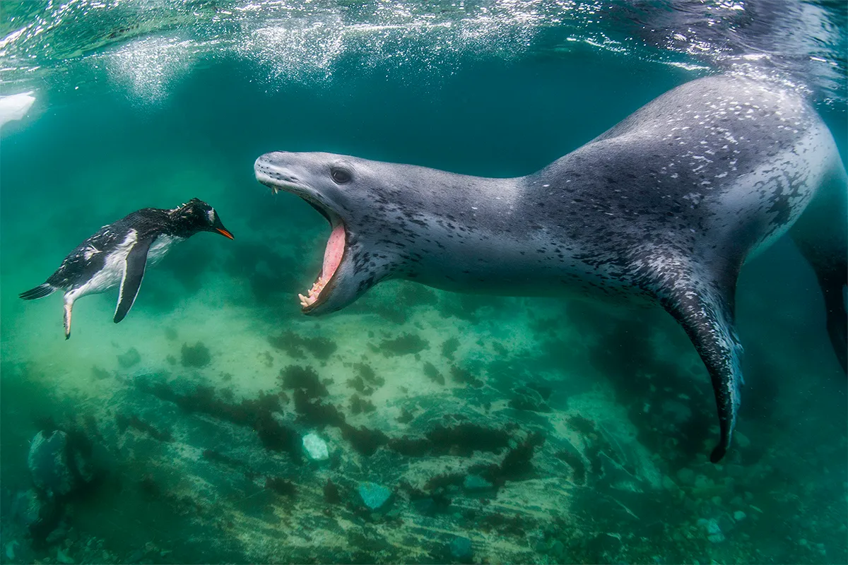 Leopard seal about to eat gentoo penguin
