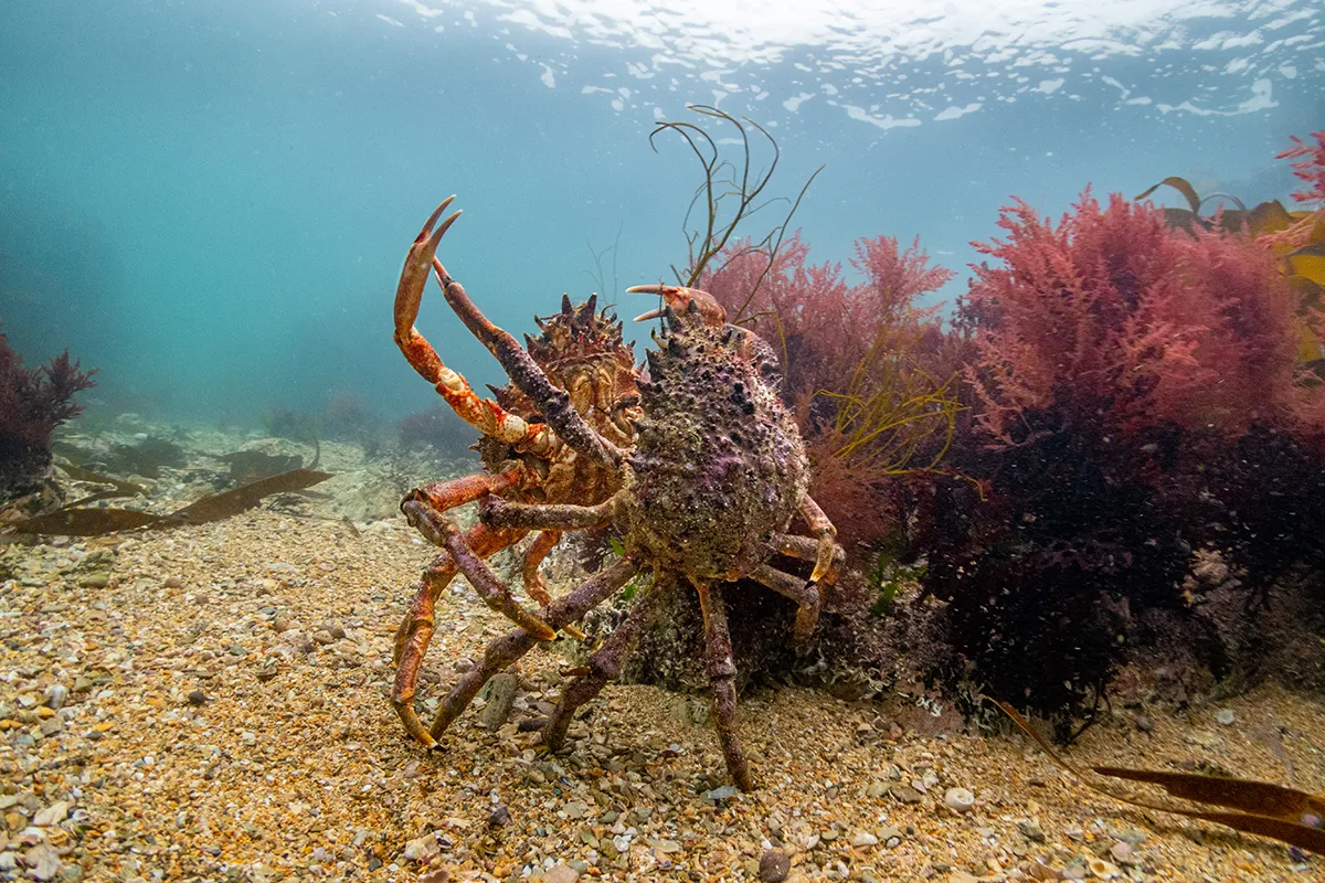 Crabs fighting UK seas