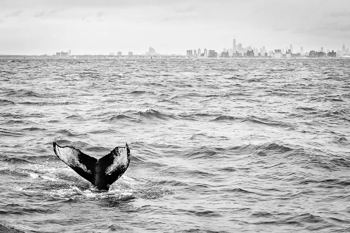 Finally got the shot I wanted: a humpback's fluke with the New York City downtown skyline in the distance. As water quality measures and conservation efforts start to show real results over the last years, humpback whales are becoming more and more a common sight in New York waters. Photo by Matthijs Noome