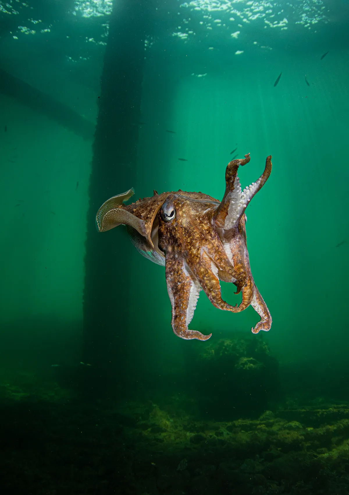 Cuttlefish UK