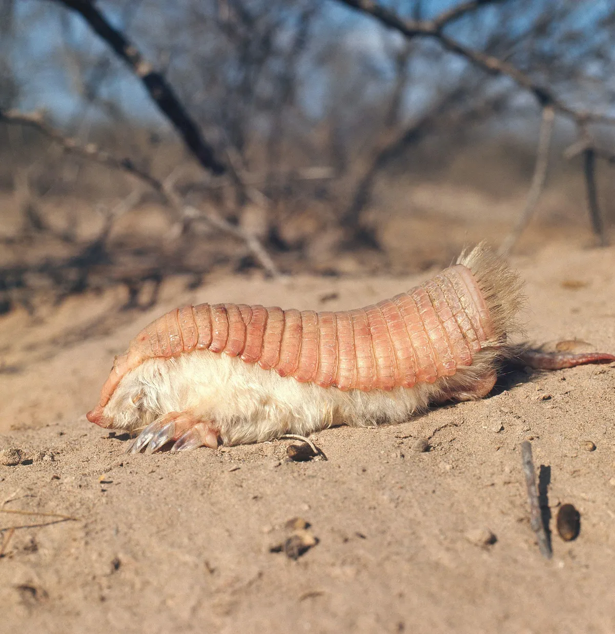 Photograph of a pink fairy armadillo in a sandy environment