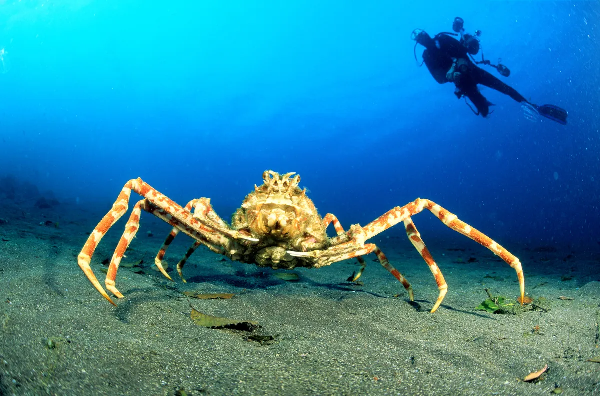 A giant Pacific spider crab with a diver in the background