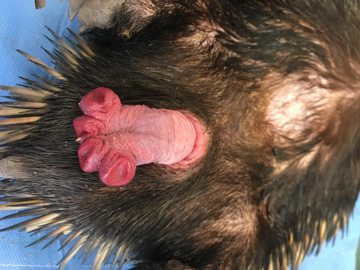 Weird animals - the echidna penis. Image by Dr Jane Fenelon