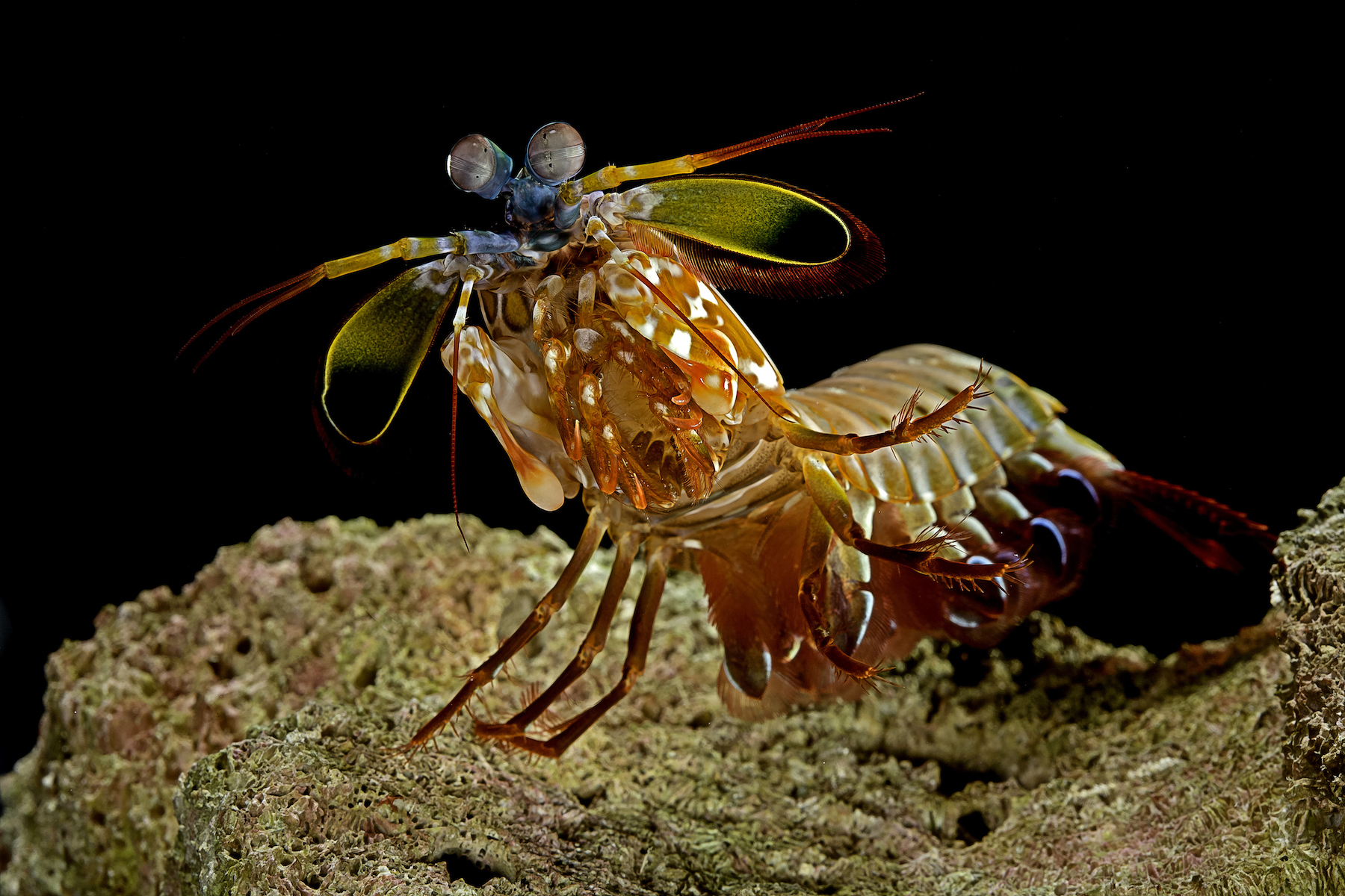 A photograph of the mantis shrimp showing its powerful clubs