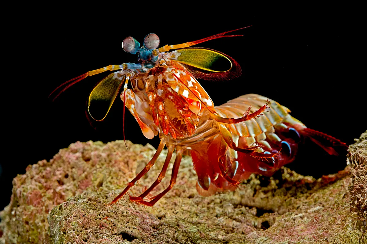 A photograph of the mantis shrimp showing its powerful clubs