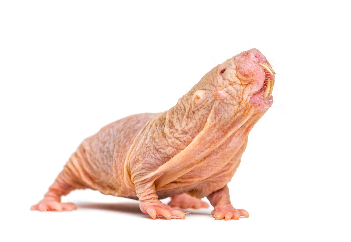 A photograph of a naked mole rat