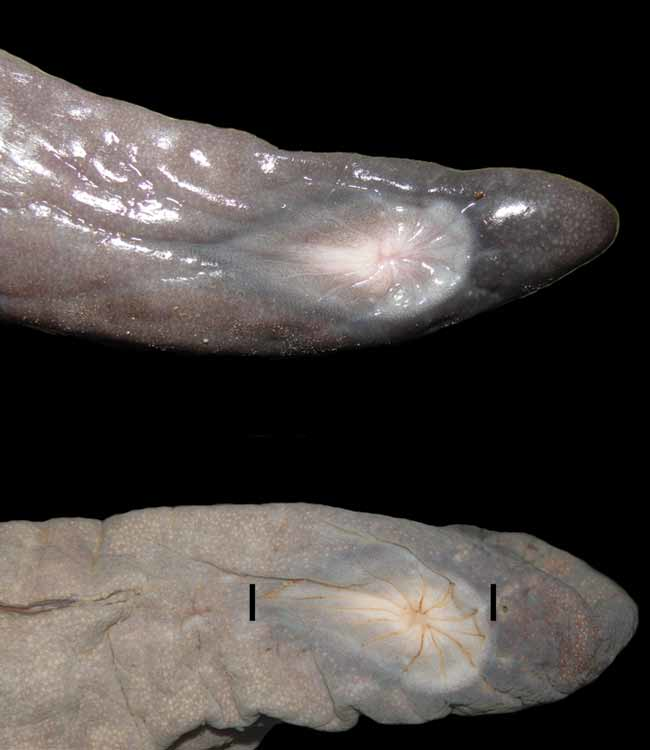 Photograph of a penis snake