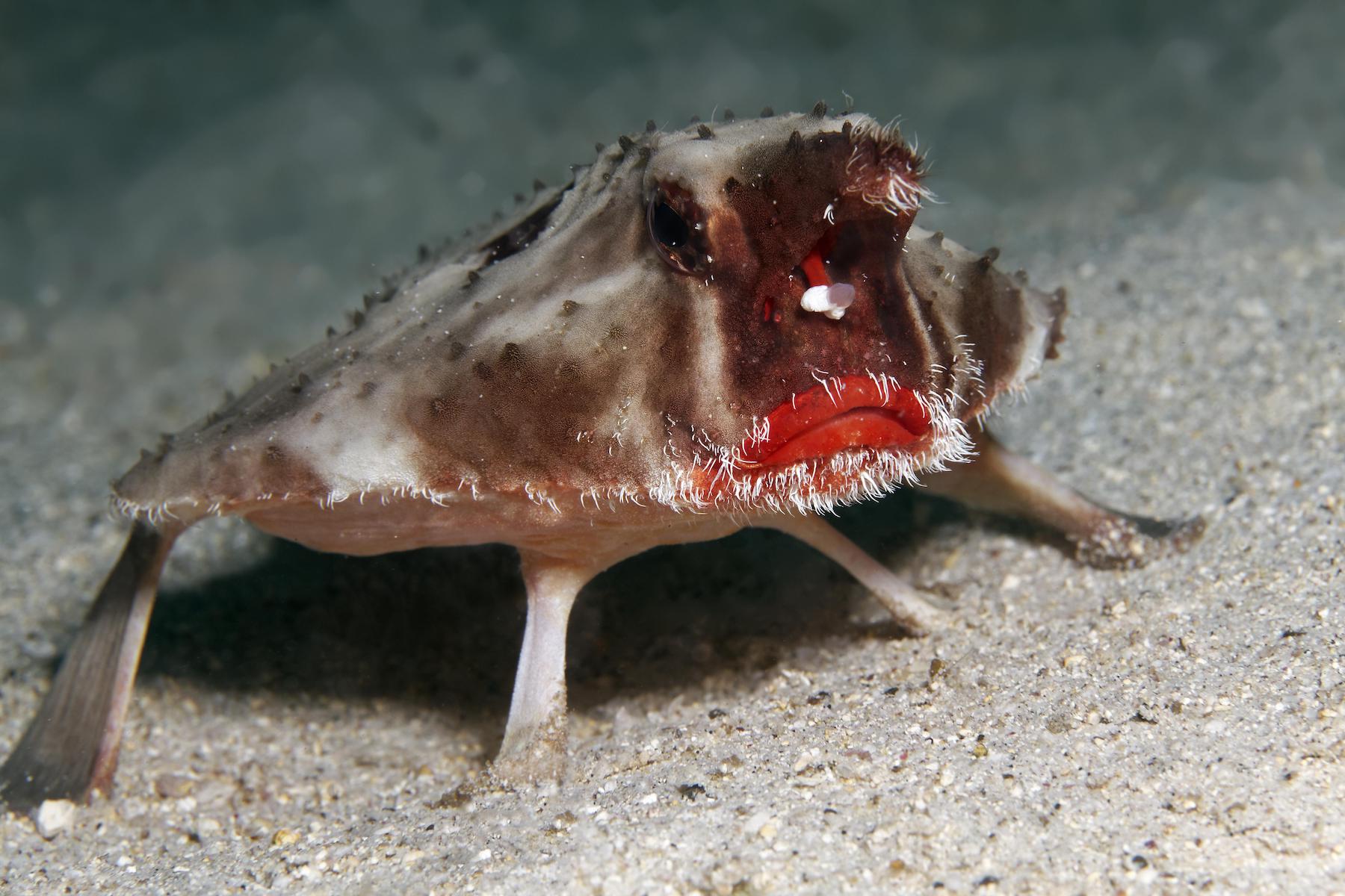 Photograph of the red-lipped batfish as it waddles along the seafloor