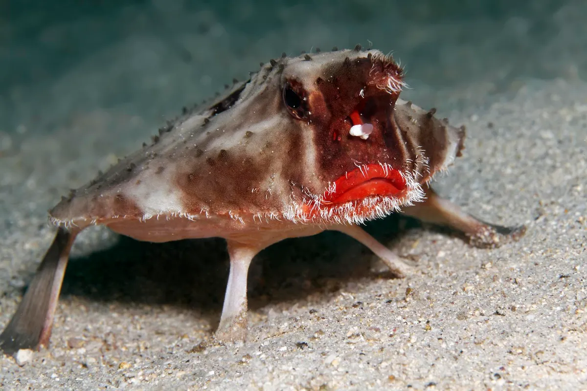 Photograph of the red-lipped batfish as it waddles along the seafloor