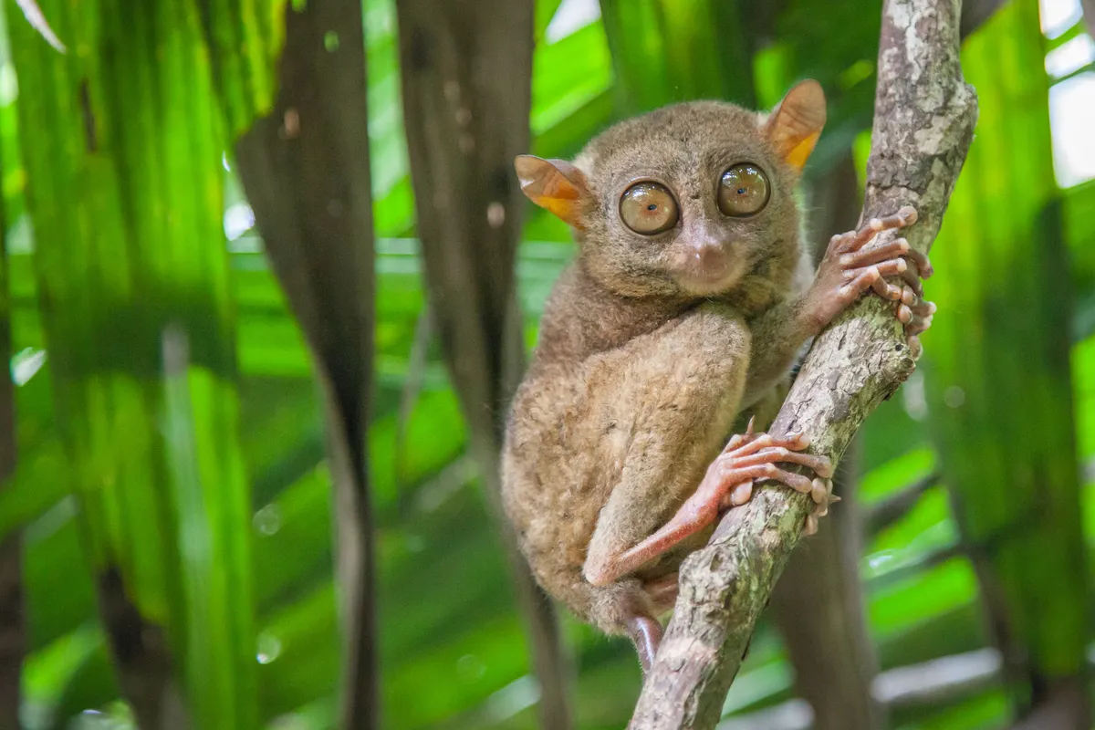 A photograph of the tarsier showing its big eyes