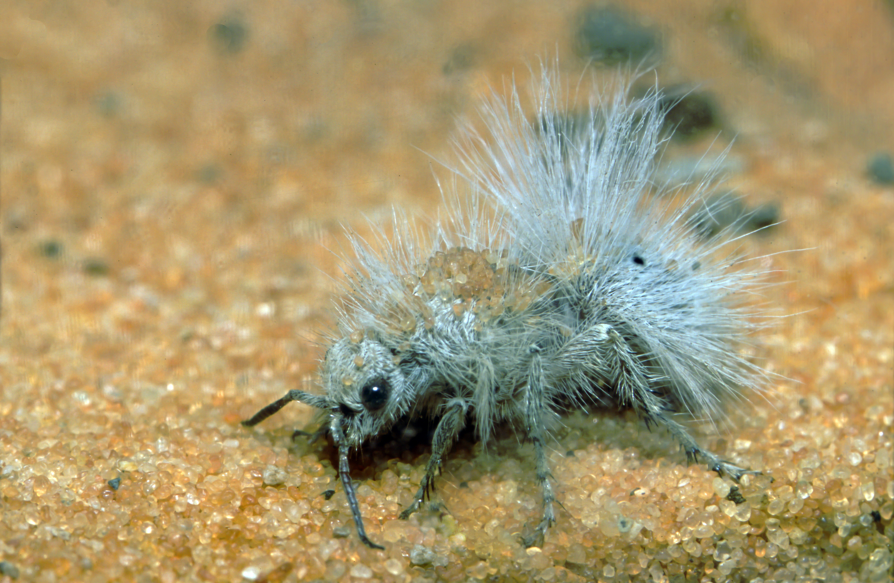 Image of a Thistledown Velvet Ant photographed in Snow Canyon State Park outsdie St. George, Utah.