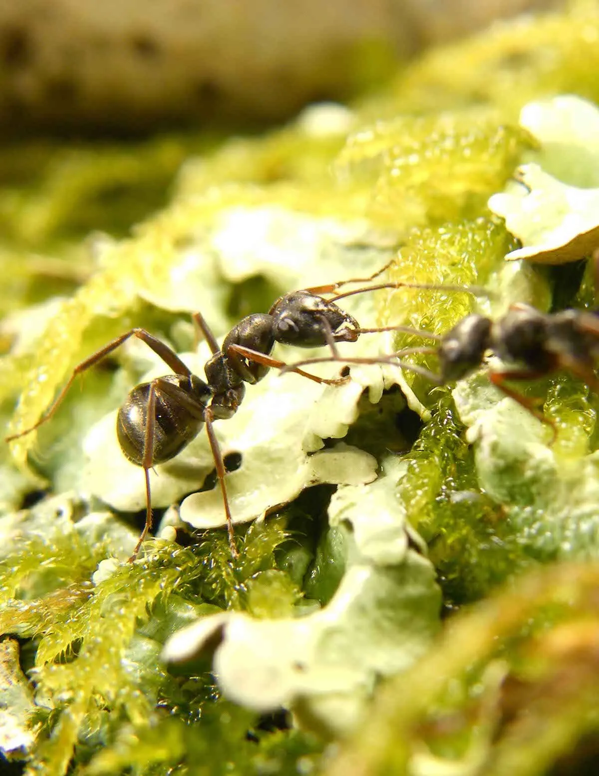 A Formica fusca ant on a green leaf
