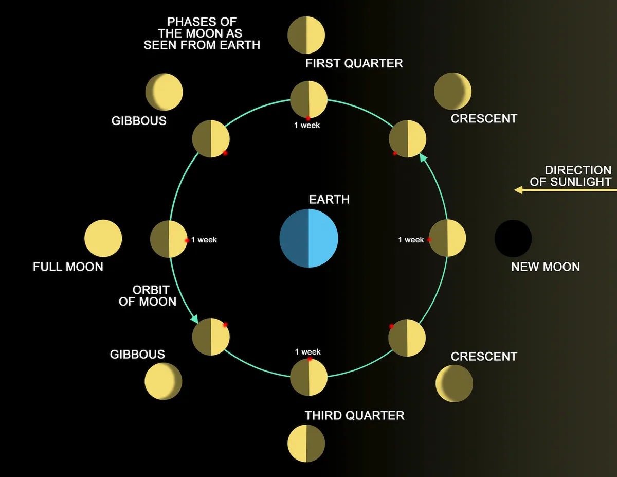 A diagram showing the different phases of the Moon and the lunar cycle