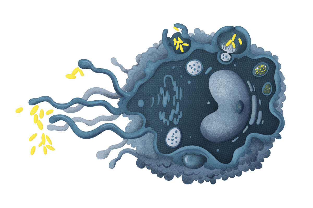bacteria illustration