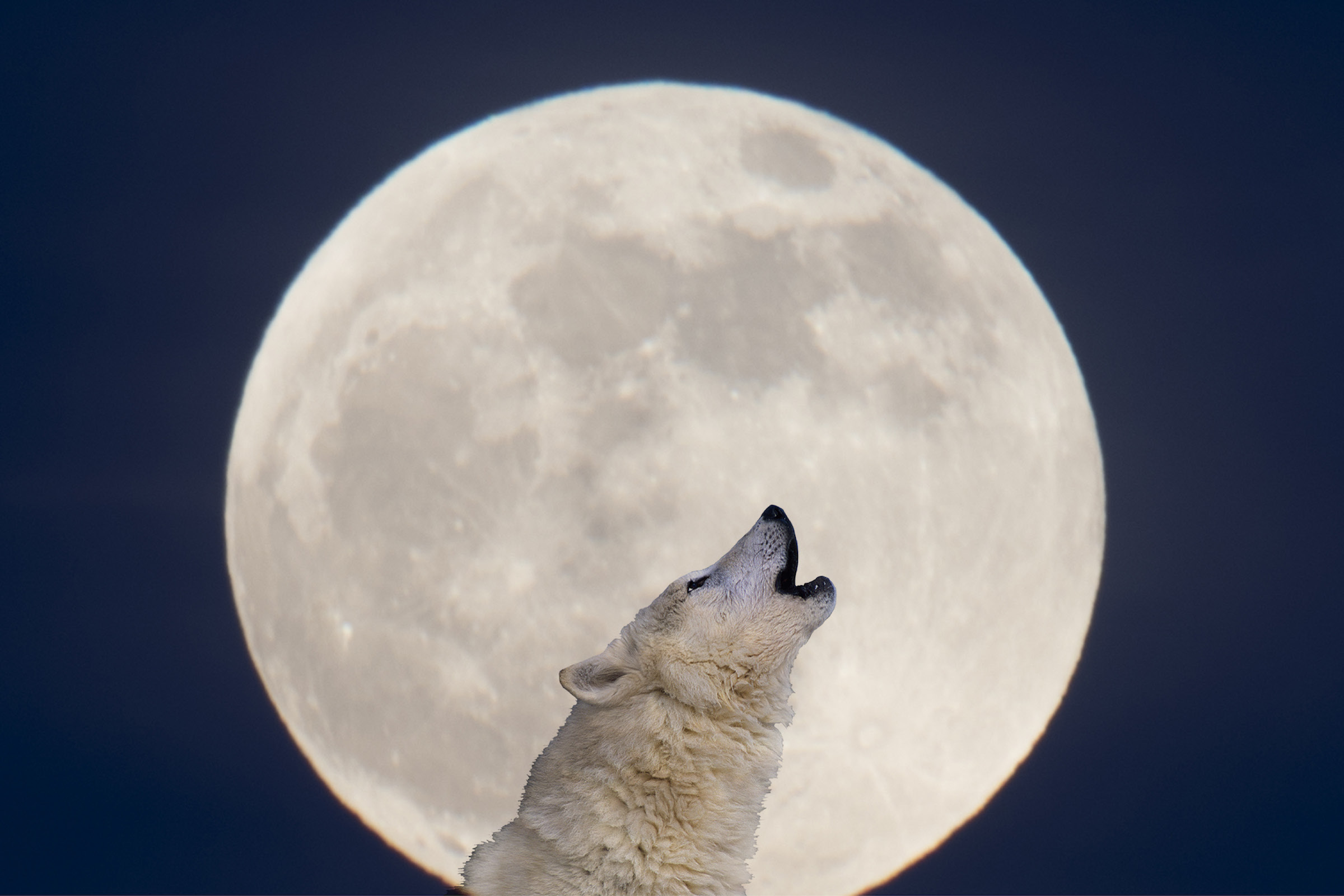 Wolf Moon 2023: How to see the January full Moon - BBC Science Focus  Magazine