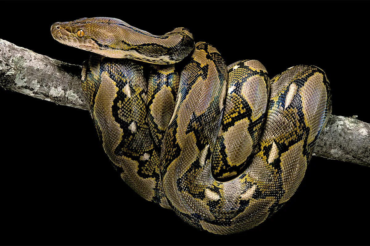 Дорогие змеи. Питон ретикулятус. Malayopython reticulatus. Сетчатый питон белый. Питон на черном фоне.