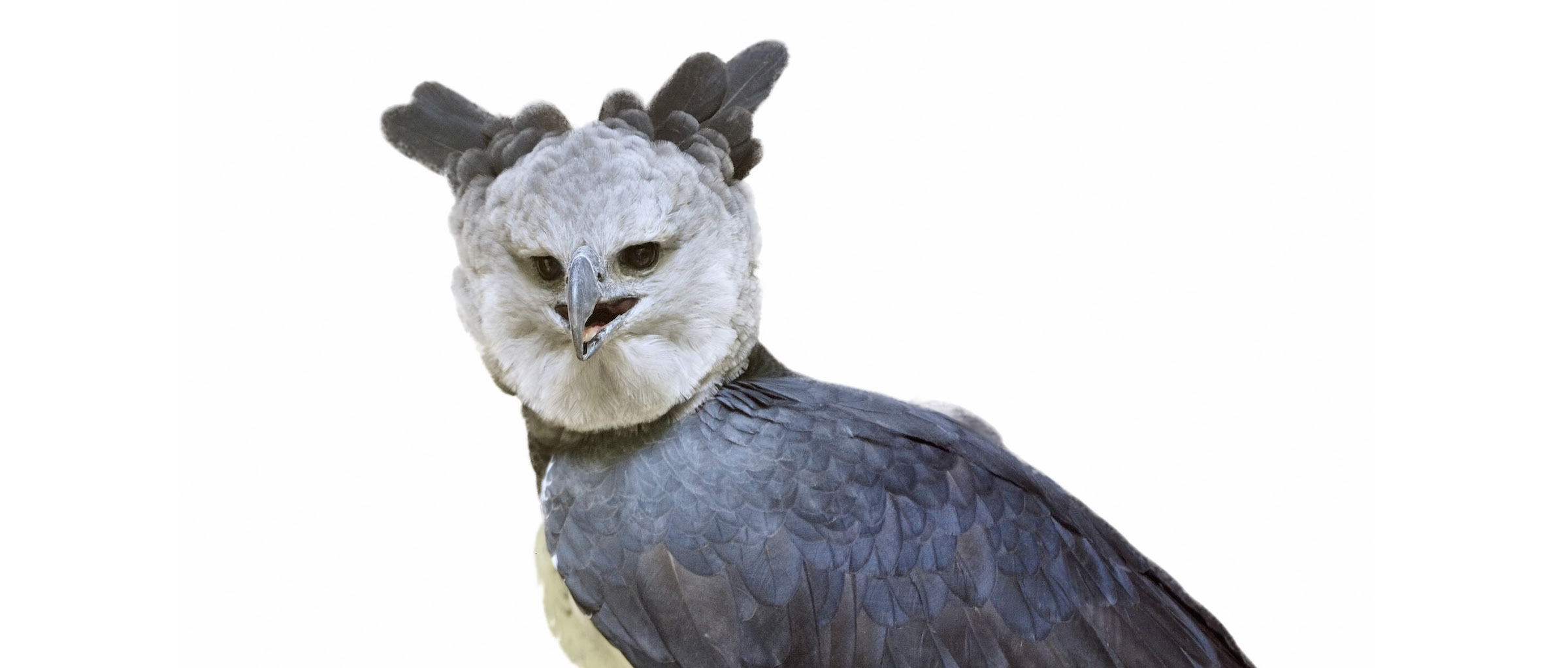 Today's bird, the Harpy Eagle. One of the largest raptors, whose