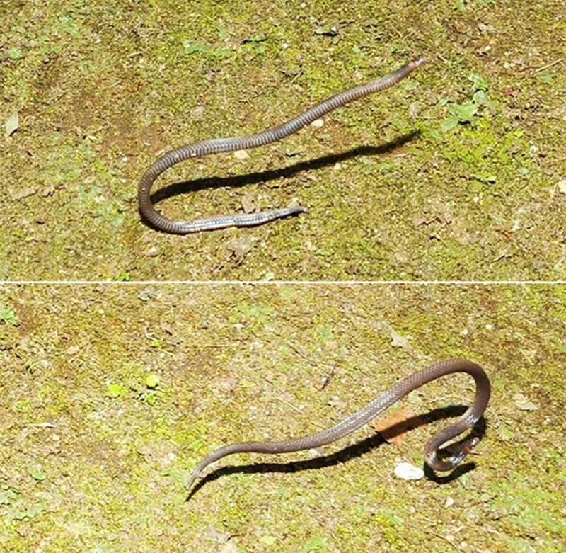 The Dwarf Reed Snake pushes its tail off the ground and launches its body forward to propel it into a cartwheel motion. Scientists documented this for the first time this year.