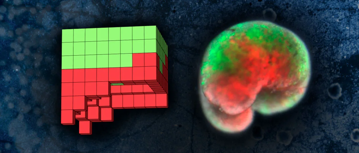 Live In Robots An AI created robots out of living tissue. Then they started to ...