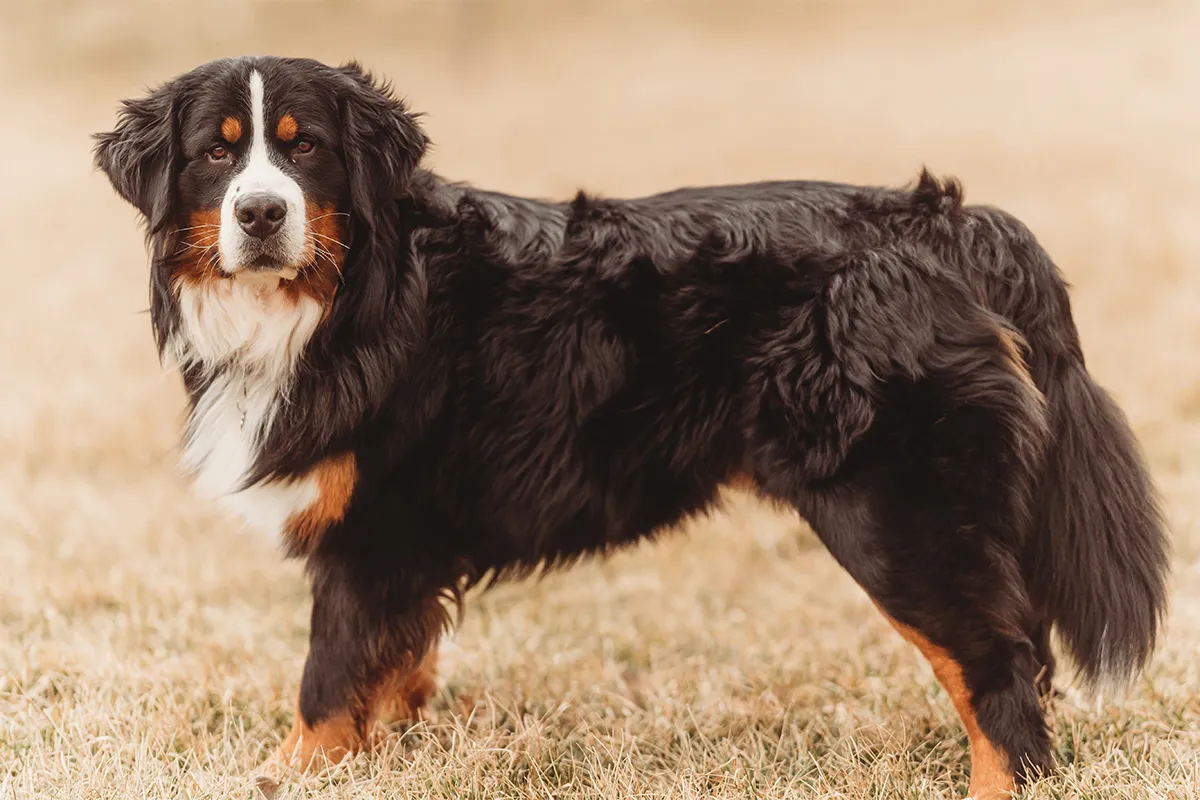 Pal, a beautiful Bernese Mountain Dog Stands in the grass in a late winter shoot.