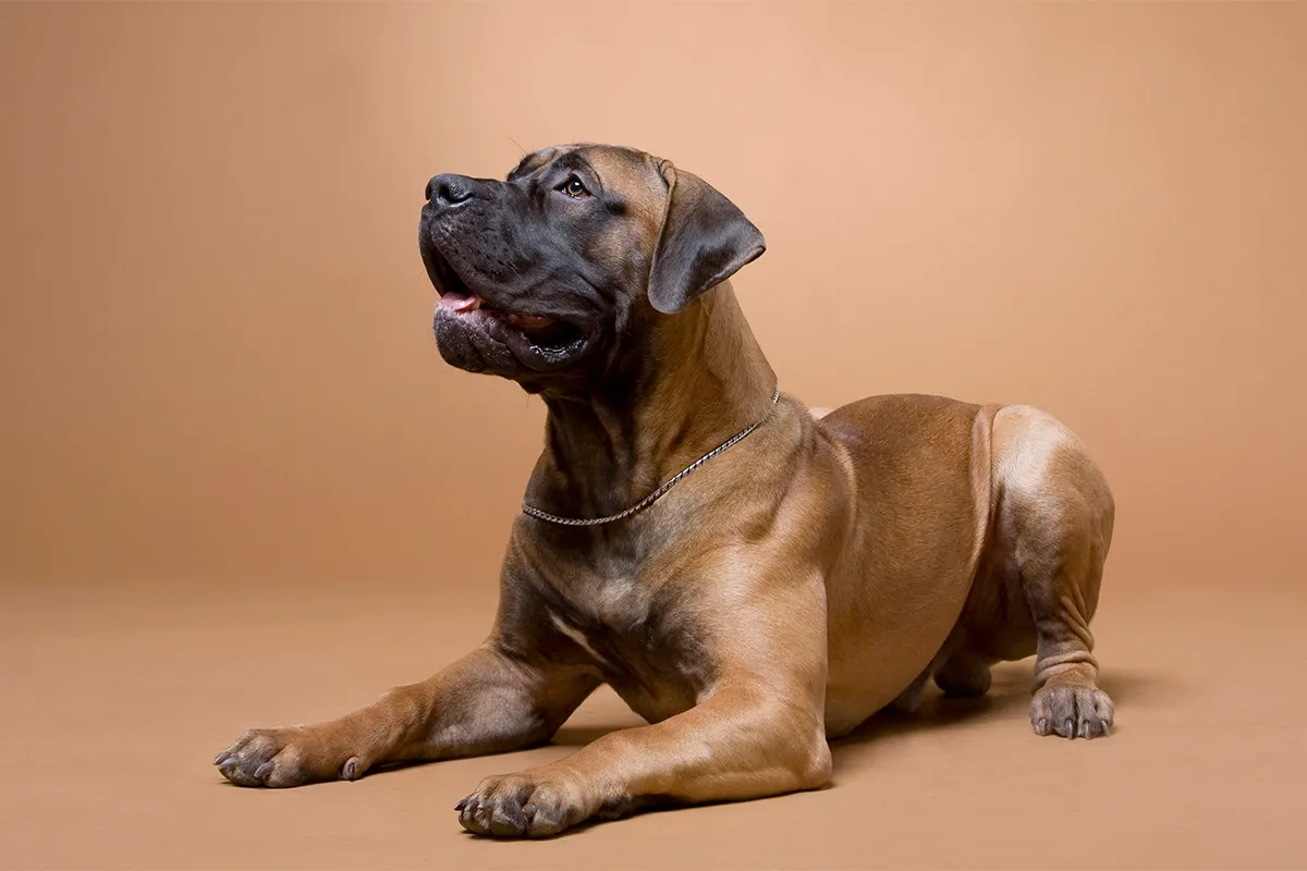 large brown dog in photo studio