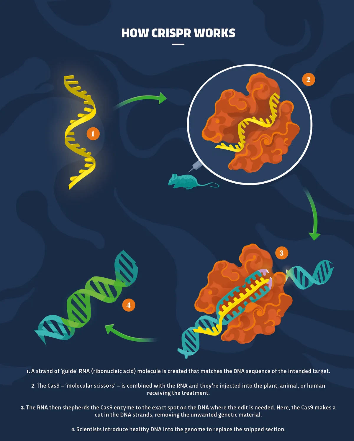 How CRISPR works - an infographic by Sam Falconer, web