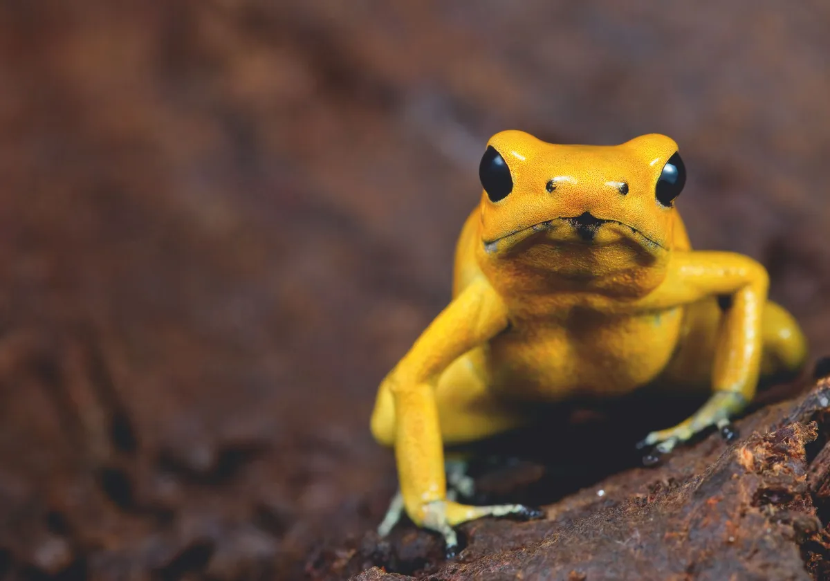 The Golden Poison Frog (Golden Dart Frog), Phyllobates terribilis, lives in the Amazon Rainforest, and it's the most poisonous frog in the world. It's become endangered due to habitat destruction within its naturally limited range. Image by Getty Images