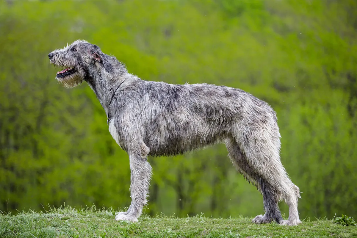 Irish wolfhound in side profile