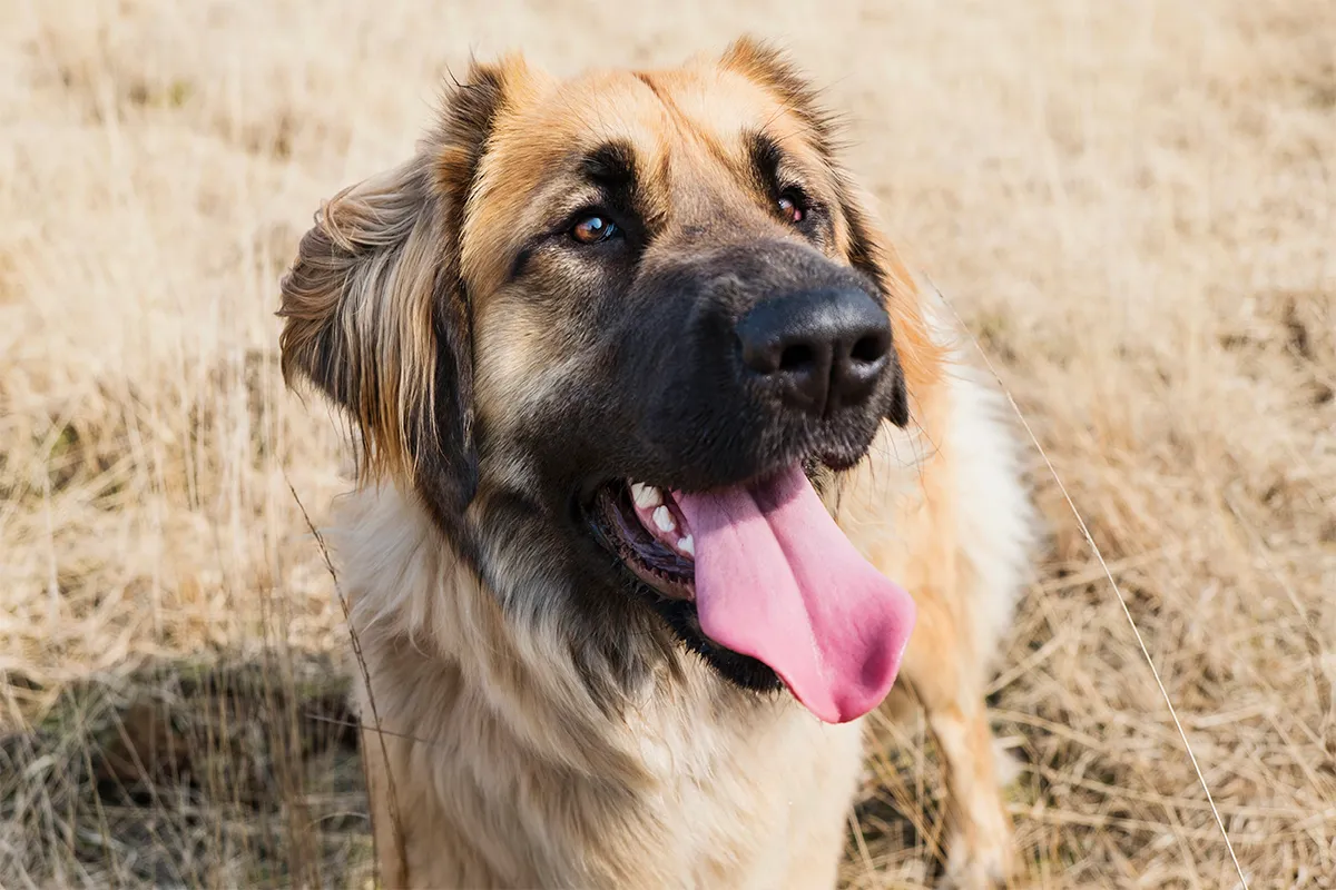 Close up of Leonberger dog