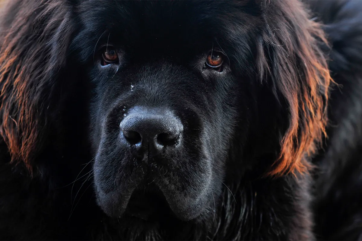 black colored Newfoundland Dog close up portrait with red colored ears