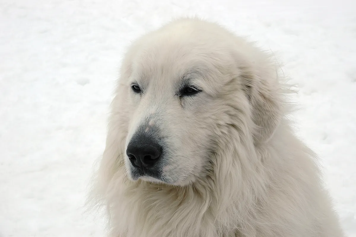 white dog in white snow