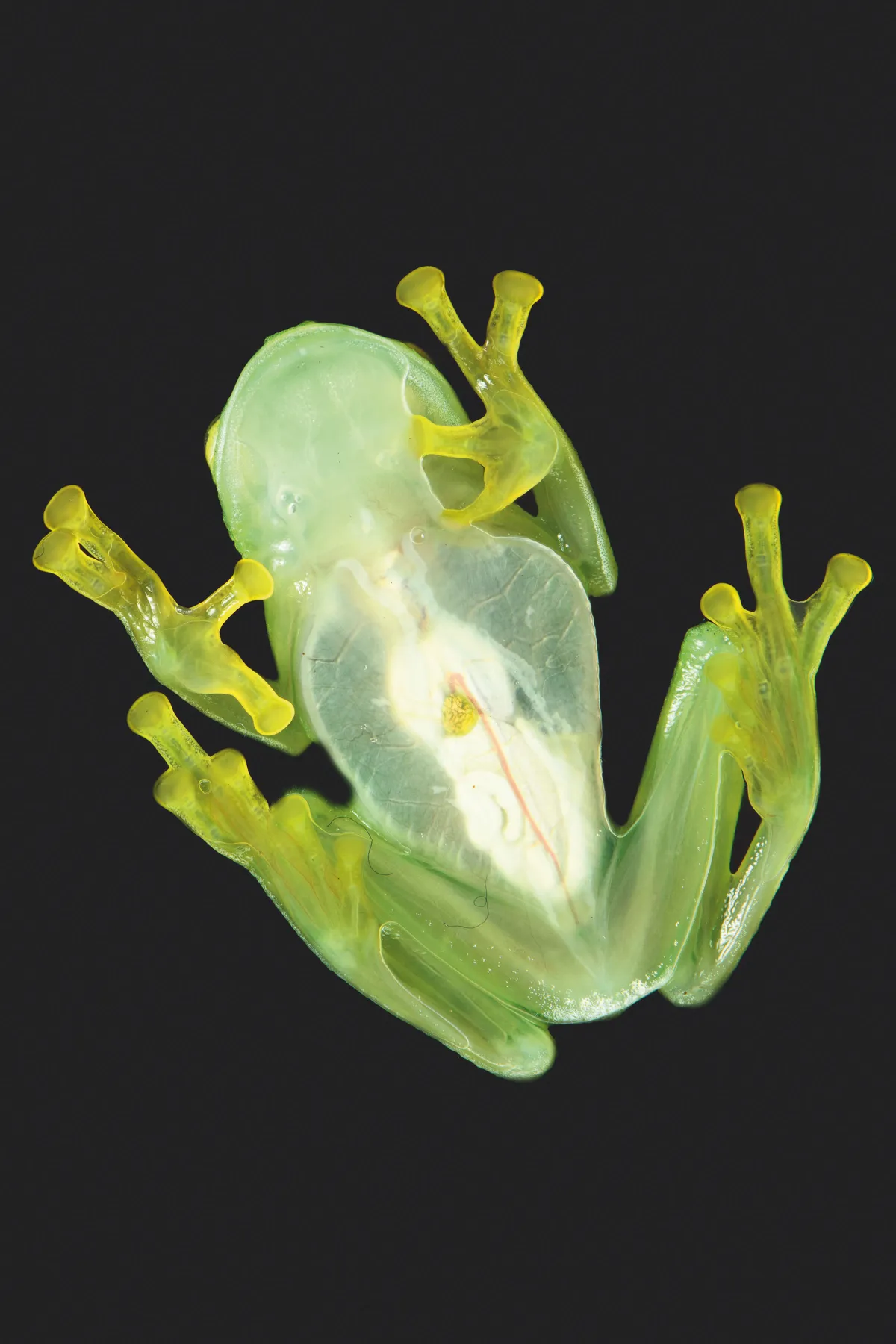 This tree frog has translucent skin on its belly, which makes its internal organs clearly visible from underneath. Elsewhere its skin is pale green, camouflaging it amidst the forest’s foliage. Photo by Getty images