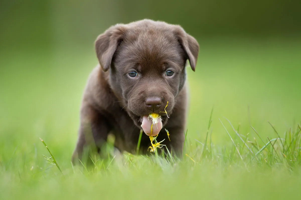 The strange reasons your dog eats grass (and poop) | BBC Science Focus ...