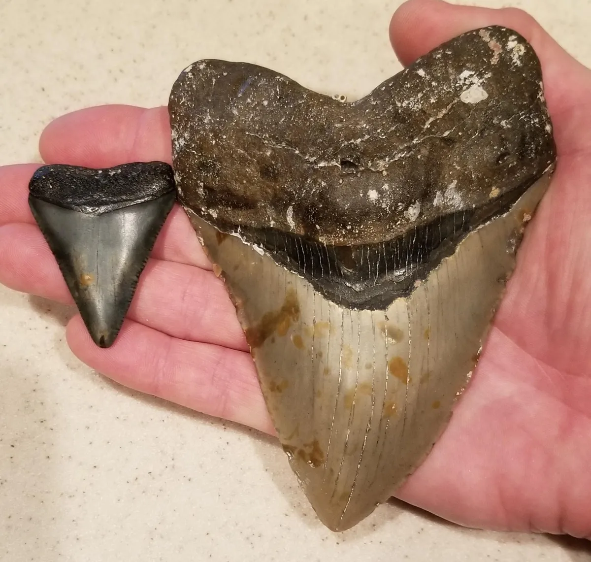 Comparison of great white and megalodon teeth