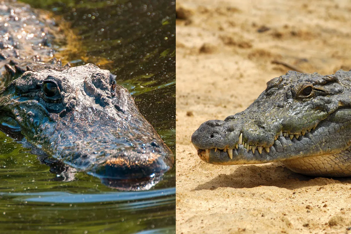 An alligator snout and crocodile snout
